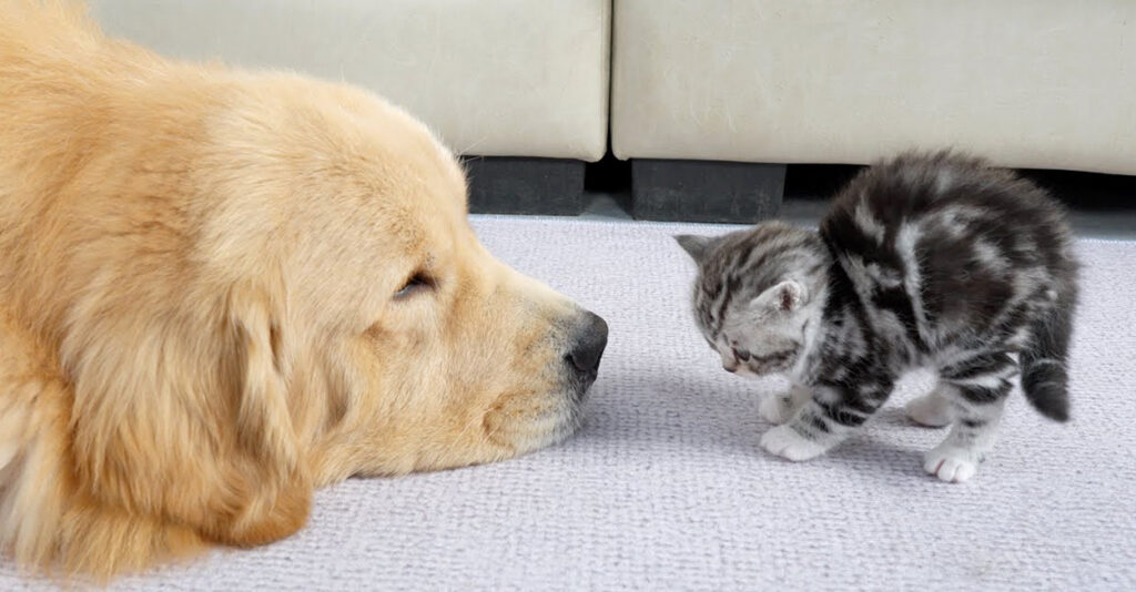 子猫のゴールデンレトリバーへの恐怖心が愛に変わるまでの様子が可愛く