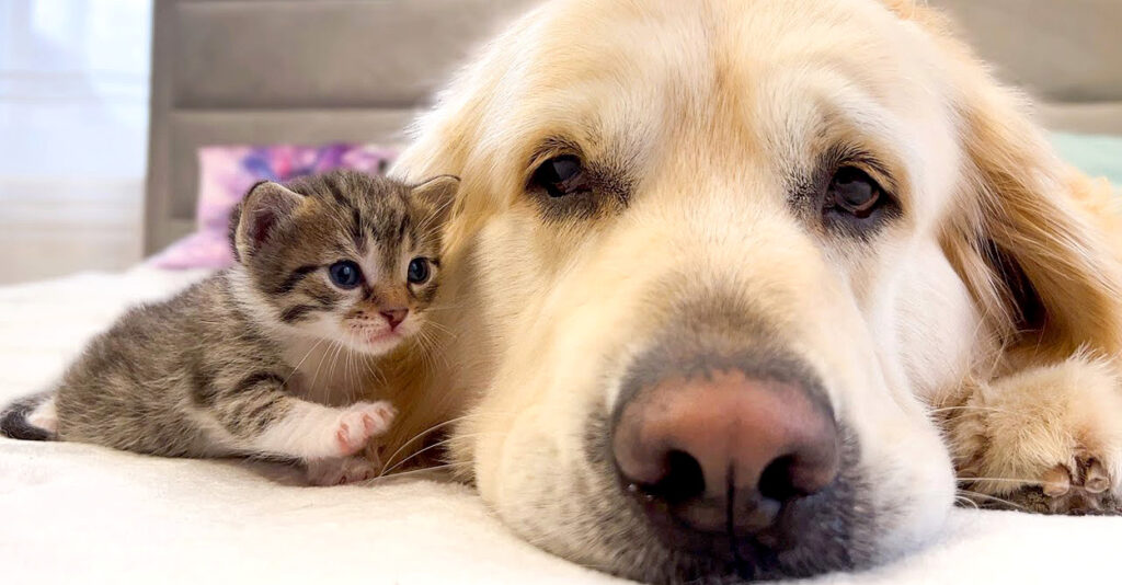 ゴールデンレトリバーと子猫の絵 ゴールデンレトリバーと子猫[28144086310]の写真・イラスト素材