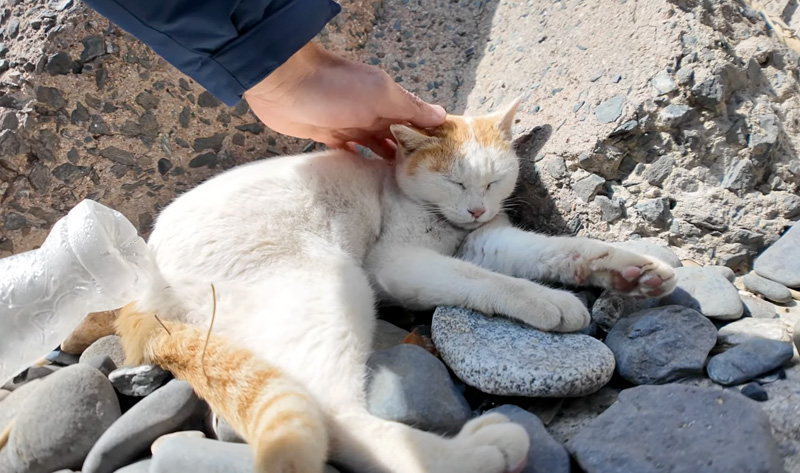 撫でられる猫