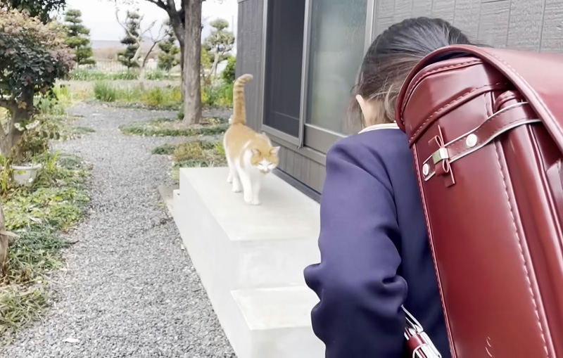 猫に人間の挨拶を教える女の子