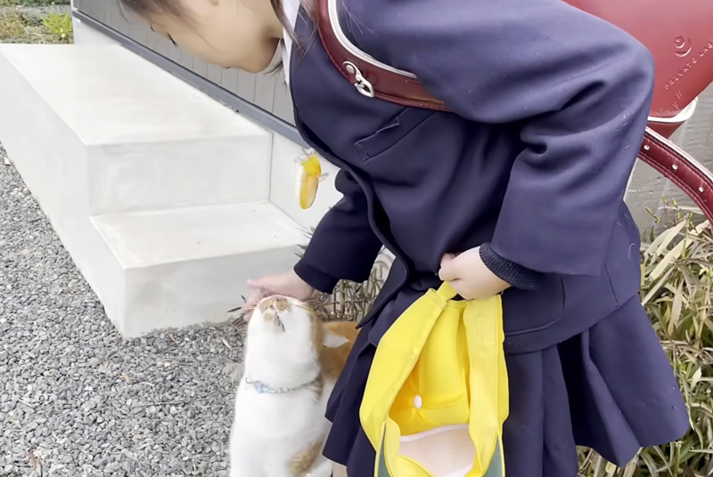 挨拶の返事をする猫