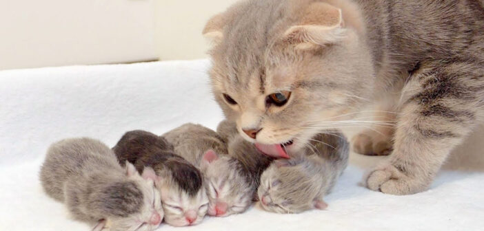 子猫達を落ち着かせる母猫