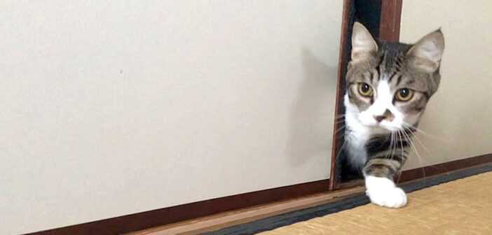 起こしにくる猫