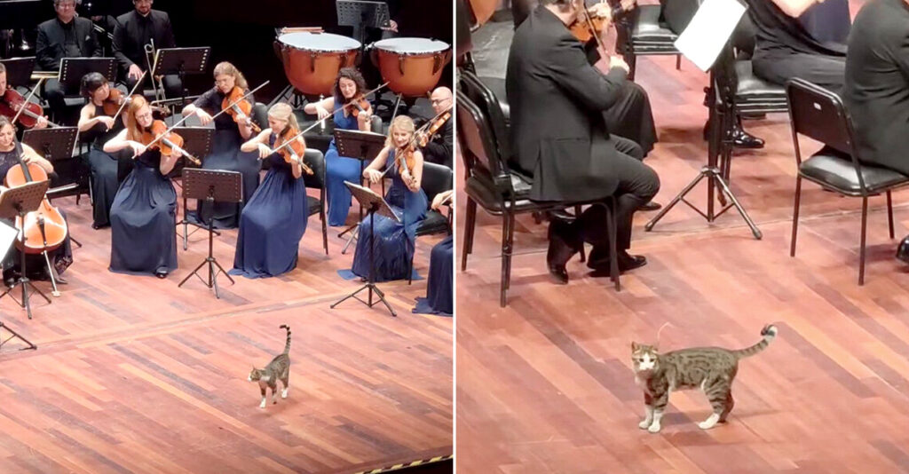 オーケストラの演奏中に現れて、ステージの上を闊歩し始めた猫さん