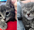幸せになった子猫