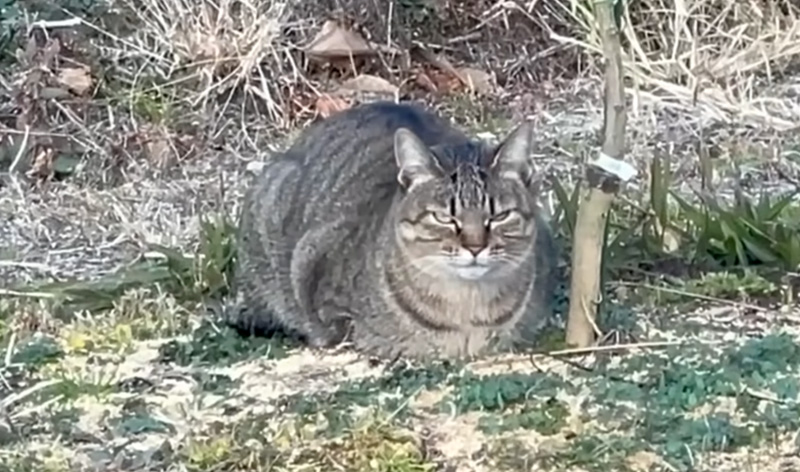 畑で過ごす猫