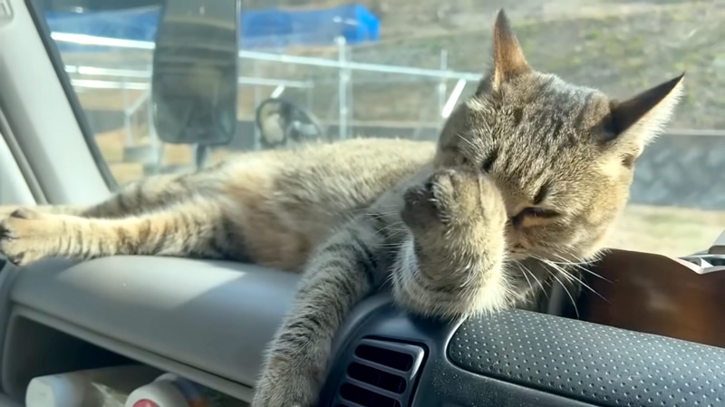 車の中の猫