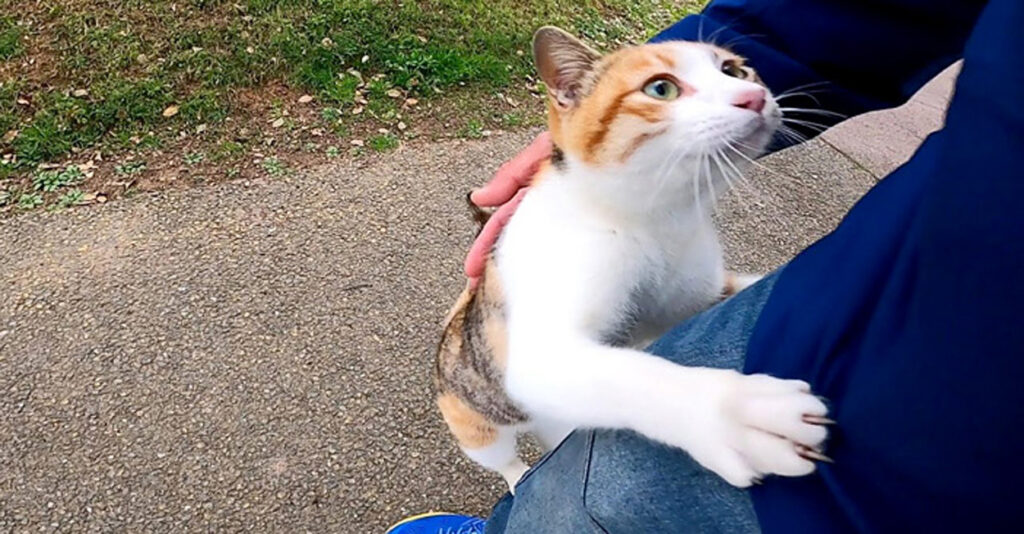 三毛猫のお散歩 初代アンタレス sanpo_cat_title-1024x534.jpg