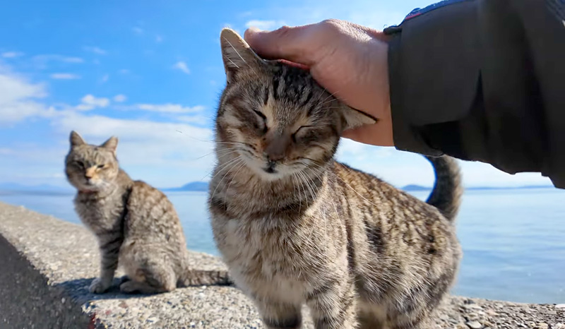 撫でられる猫