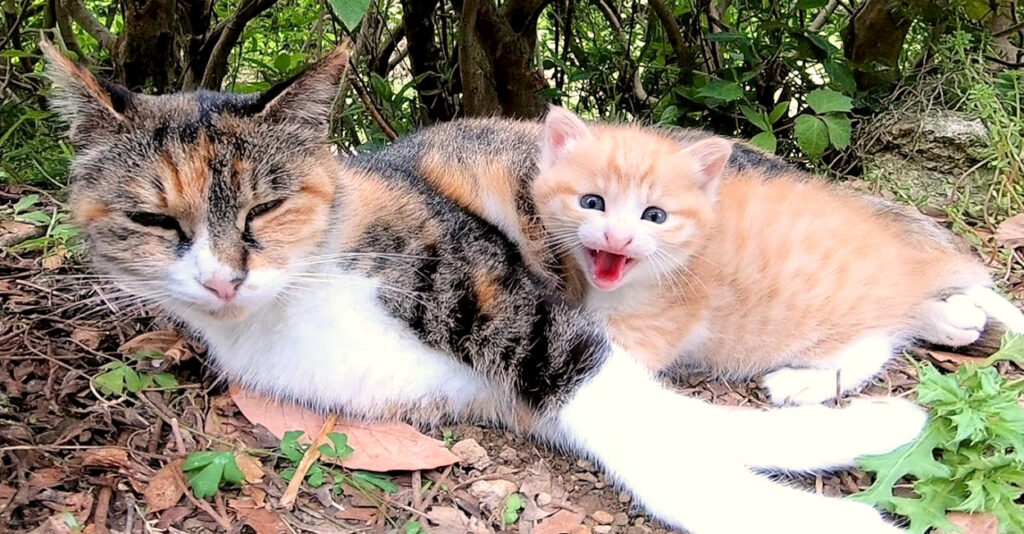 ファッション好きが選ぶ人気ブランドランキング tsuretekita_cat_title-1024x534.jpg イラスト