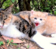 猫の親子