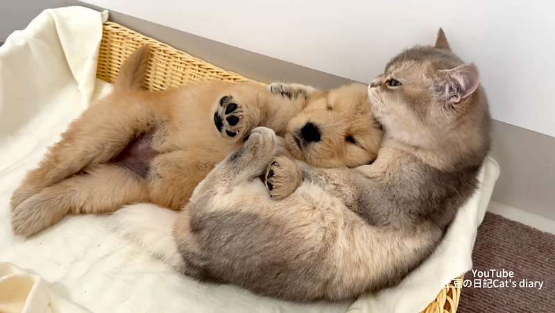 子犬を寝かしつける猫