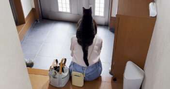 飼い主さんに乗る猫
