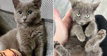 保護された子猫