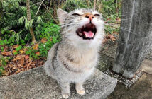 鳴く猫