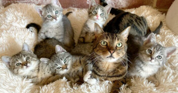 家にやって来る全ての保護子猫達を温かく迎え入れる先住猫。子猫達の世話を自ら手伝い、みんなを幸せな未来へと導く 猫と保護子猫