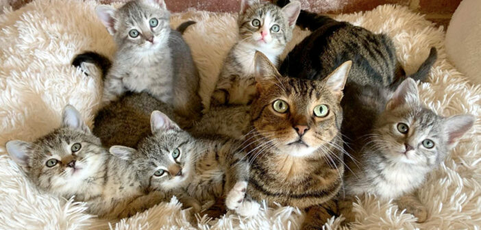 猫と保護子猫