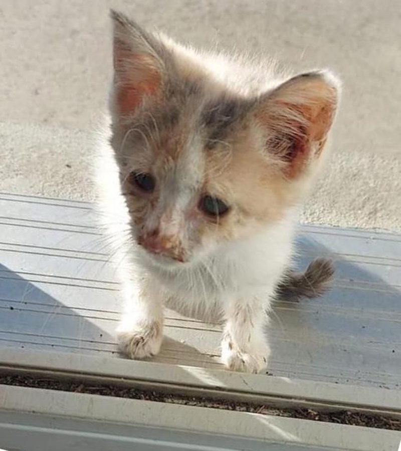 助けを求めてきた子猫