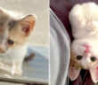 保護された子猫
