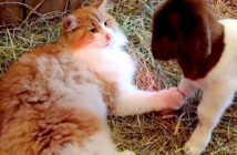 ヤギと猫