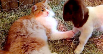 ヤギと猫