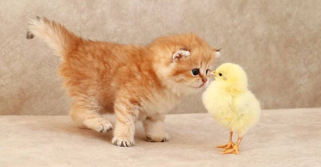 出会ってすぐに仲良くなって、元気いっぱいに遊び始めたヒヨコと子猫