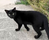 「ウチくる？」と家に帰る途中の黒猫が誘ってきた。ついて行ってみると、何度も振り返りながら道案内をしてくれた♪