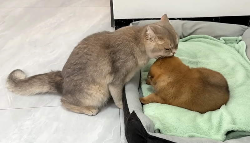 子犬を毛づくろいする猫
