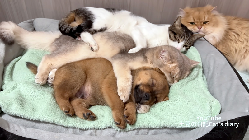 子犬と一緒に眠る猫達