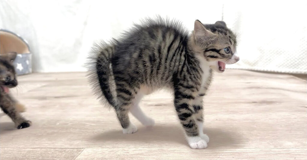 未知との遭遇！ 先住猫との初対面にドキドキが止まらない子猫達