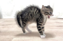 未知との遭遇に警戒する子猫達