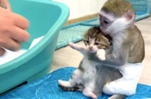 子猫と子猿