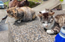 猫島でコーヒーを飲むと猫カフェ状態に