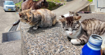 猫島でコーヒーを飲むと猫カフェ状態に