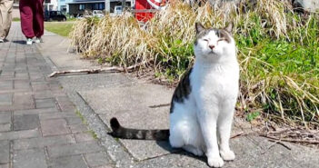 猫島で観光客に挨拶する猫