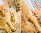 助けてくれた家族の元に子猫を連れてきた母猫。翌日に別の子猫を連れて戻ってきて、幸せいっぱいの室内生活を始める！