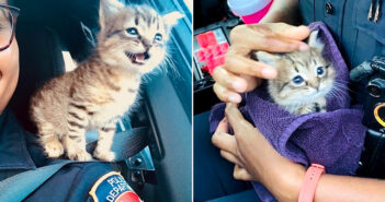 警察官に保護された子猫