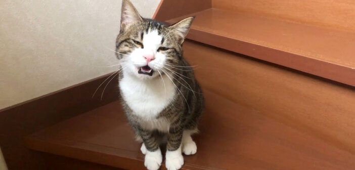 鳴く猫