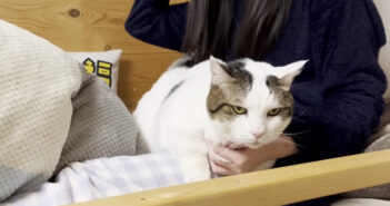 ベッドからどかない猫