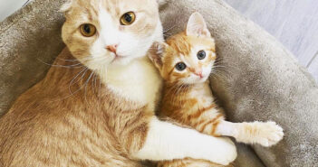 命を救ってくれた動物病院で看護師になった猫。優しい人達にもらった愛情を、助けを求める動物達に返す姿に胸が熱くなる 仲良しな猫達