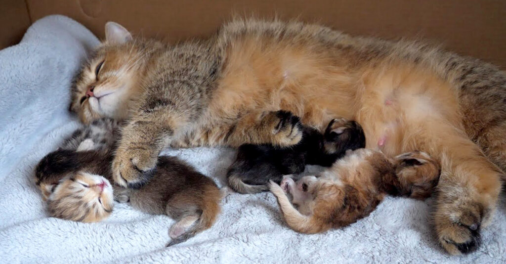 生後2時間の赤ちゃん猫とママ猫。愛情溢れる親子の姿が可愛くて、自然