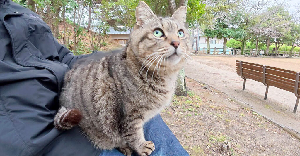 sittookori_cat_title-1024x534.jpg