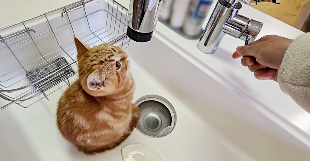 猫猫茶 (bsky: nekotea) (@nekonekotea) / X