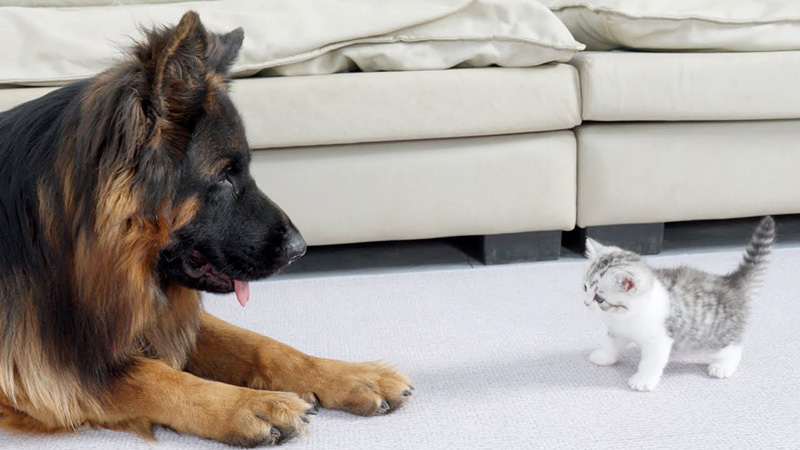ジャーマンシェパードを警戒する子猫