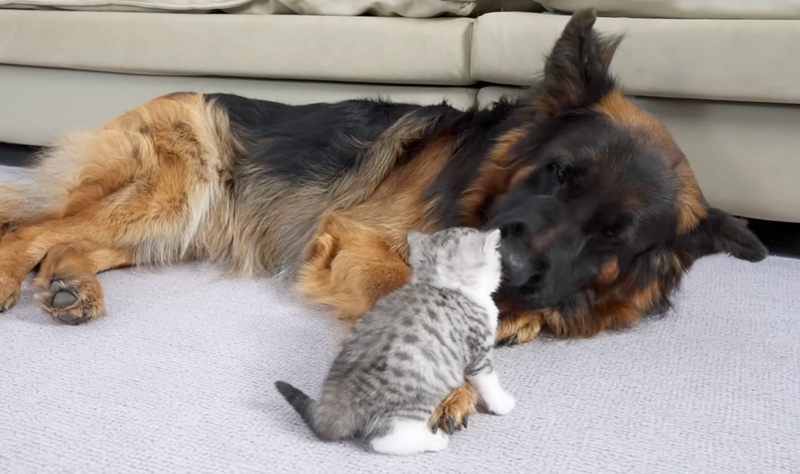 ジャーマンシェパードが気になる子猫