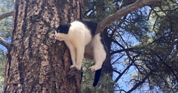 大きな木に駆け登って動けなくなってしまった猫。木に引っかかっていたところを消防士達に助けてもらう! 木に引っかかっていた猫