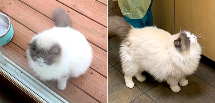 保護された猫