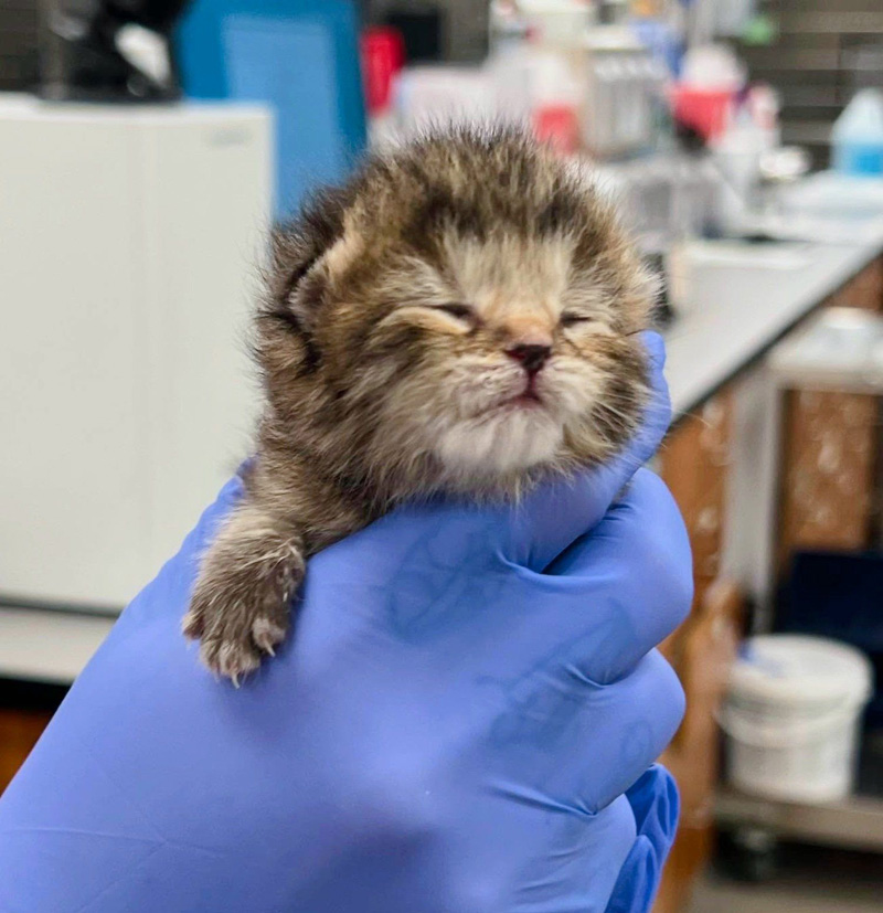保護された子猫
