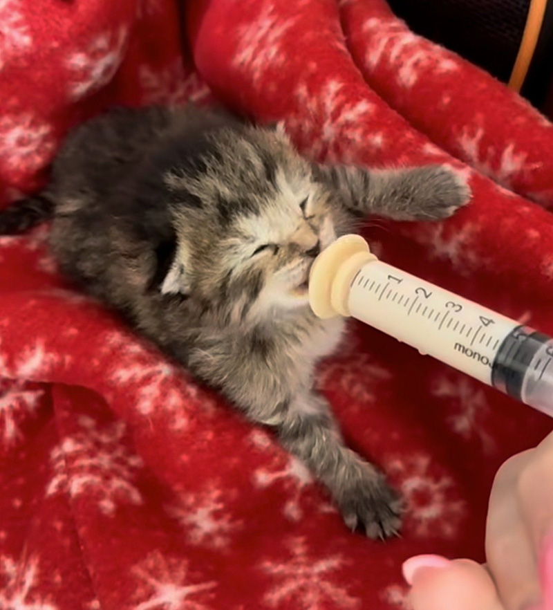 シリンジでミルクを飲む子猫