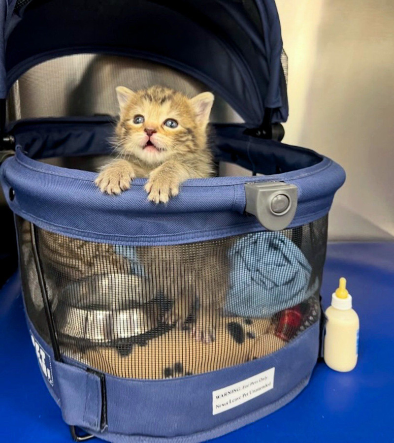 活発になった子猫
